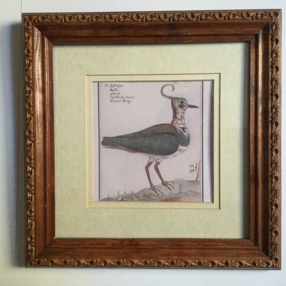 Wall decor framed print bird home decor 28.5cm x 28.5cm wood frame - Picture 1 of 5